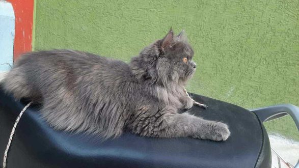 Persian Dogs For Mating In Hyderabad