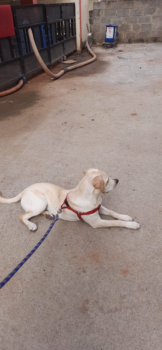 Labrador Retriever Dogs For Mating In Patna