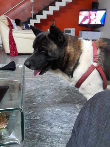 Akita Dogs For Mating In Pondicherry