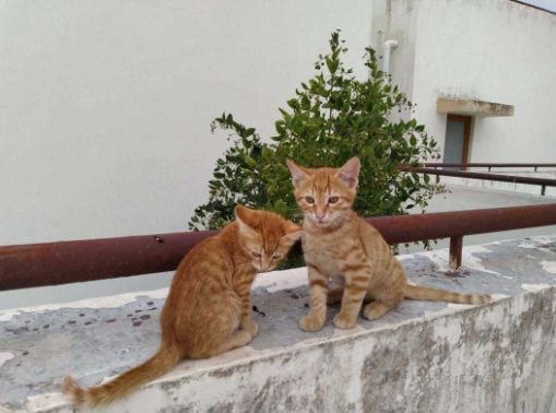 Indian Breed For Adoption In Bhopal