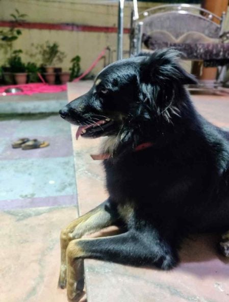 Indian Breed Dogs For Mating In Pune