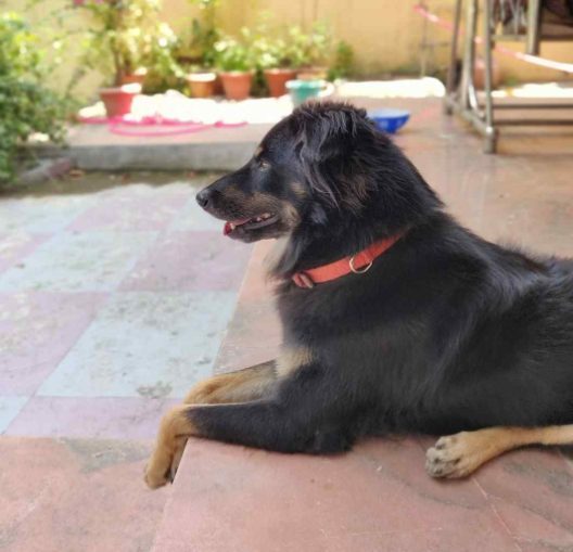 Indian Breed Dogs For Mating In Pune