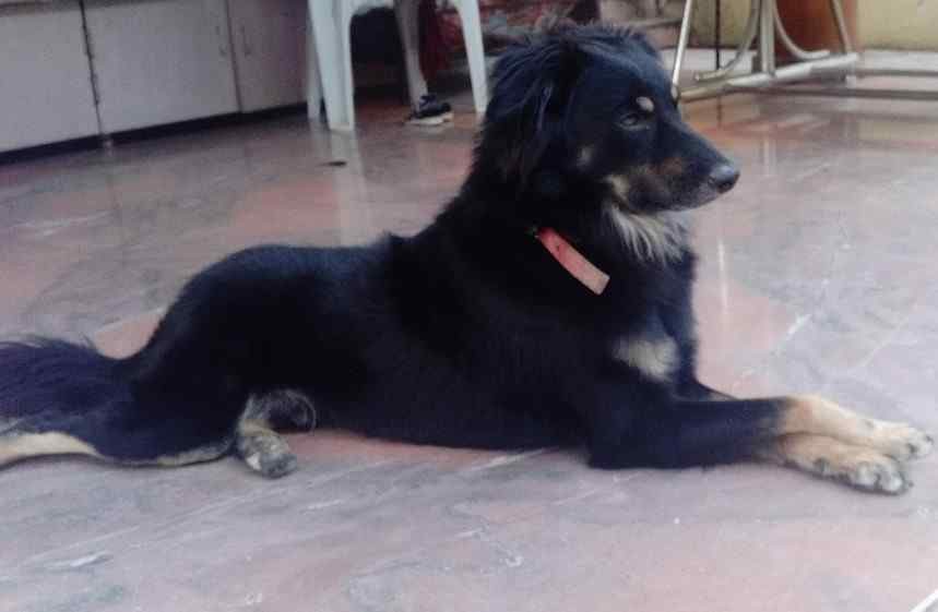 Indian Breed Dogs For Mating In Pune