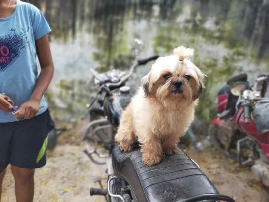 Shih Tzu Dogs For Mating In Hyderabad