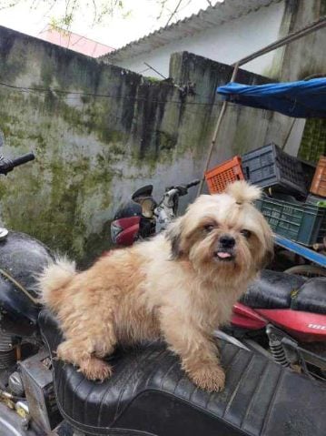 Shih Tzu Dogs For Mating In Hyderabad