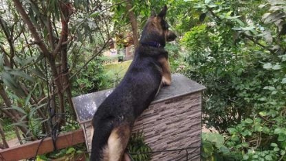 German Shepherd Dogs For Mating In Kanyakumari