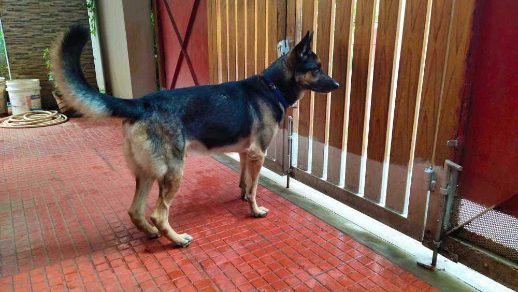 German Shepherd Dogs For Mating In Kanyakumari