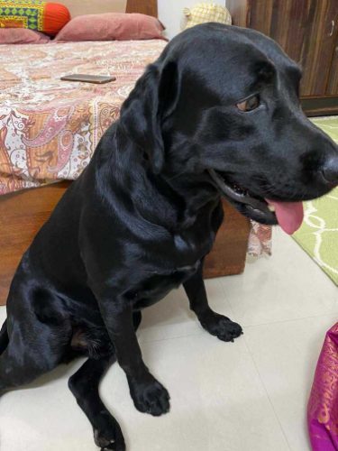 Labrador Retriever Dogs For Mating In Pune