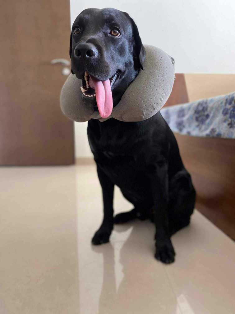 Labrador Retriever Dogs For Mating In Pune