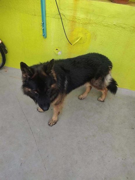 German Shepherd Dogs For Mating In Madurai