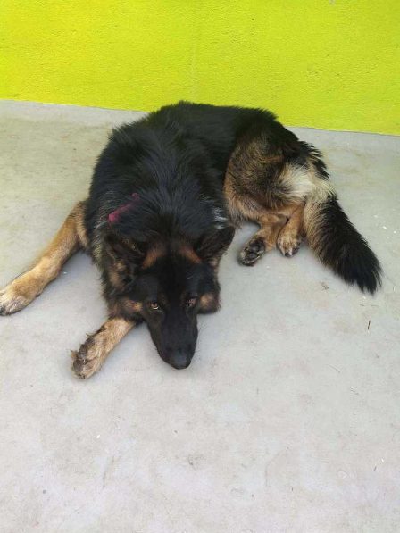 German Shepherd Dogs For Mating In Madurai