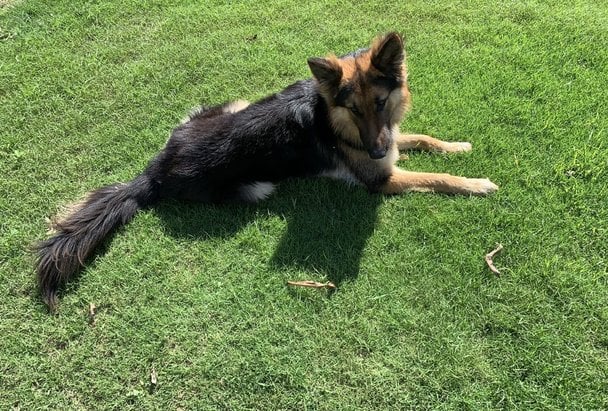 German Shepherd Dogs For Mating In Jaipur