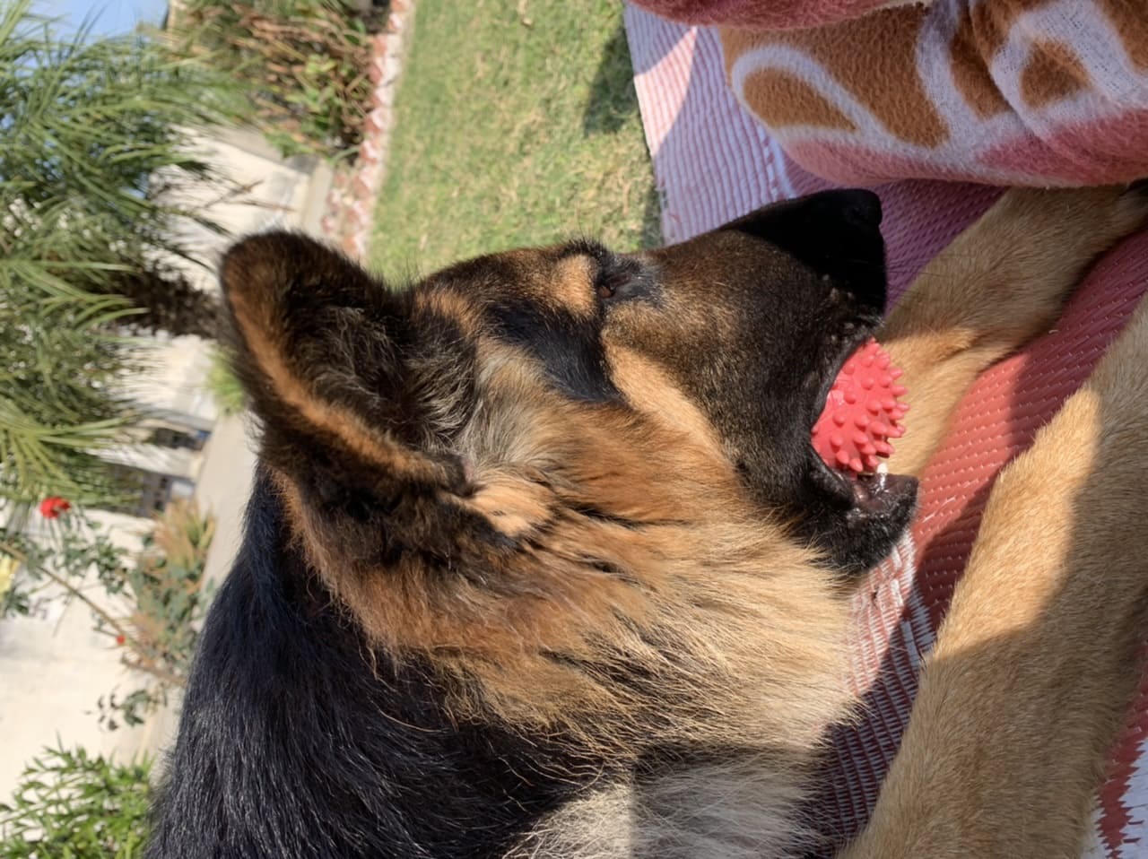 German Shepherd Dogs For Mating In Jaipur