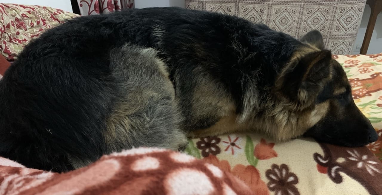 German Shepherd Dogs For Mating In Jaipur