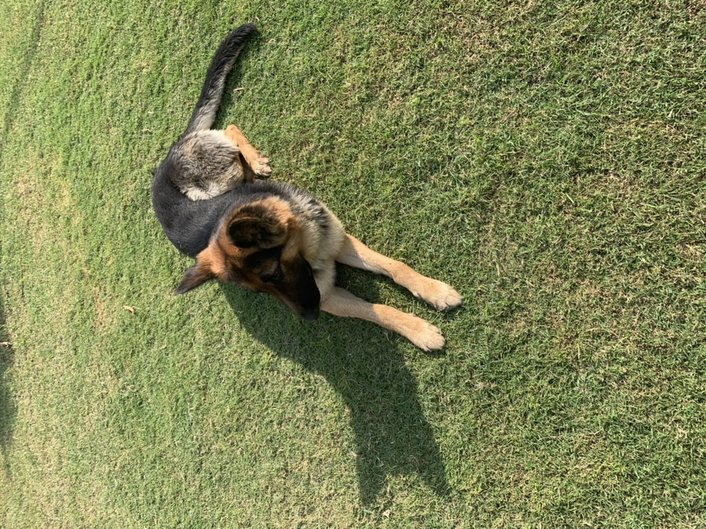 German Shepherd Dogs For Mating In Jaipur