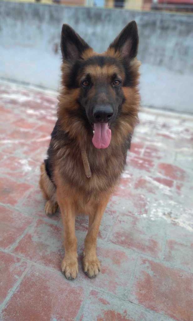 German Shepherd Dogs For Mating In Kanyakumari