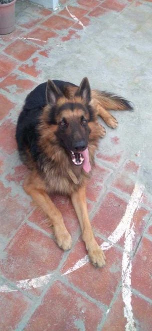 German Shepherd Dogs For Mating In Kanyakumari