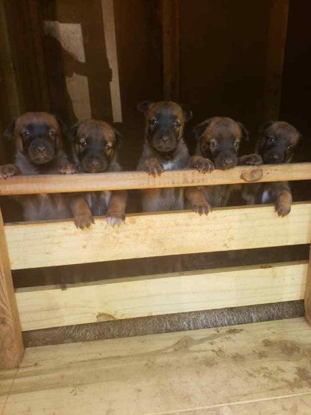 Belgian Malinois For Sale In Chennai