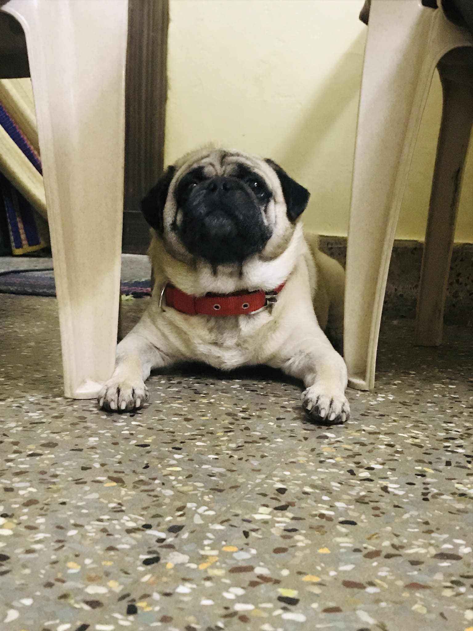 Pug Dogs For Mating In Hyderabad