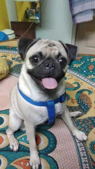 Pug Dogs For Mating In Hyderabad