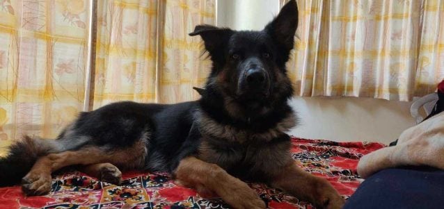 German Shepherd Dogs For Mating In Pune