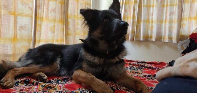 German Shepherd Dogs For Mating In Pune