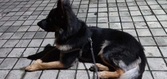 German Shepherd Dogs For Mating In Pune