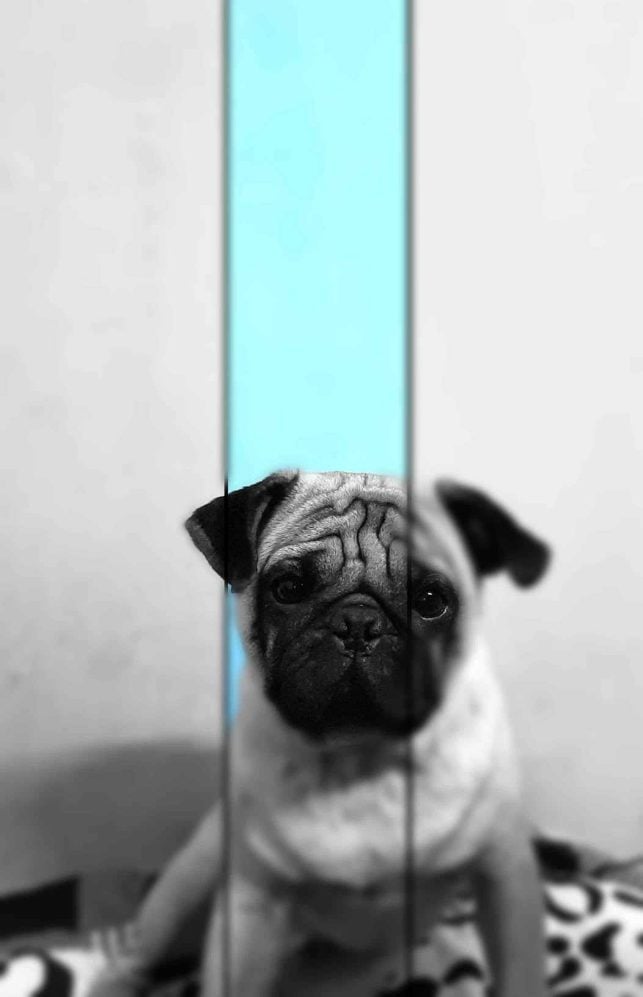 Pug Dogs For Mating In Chennai