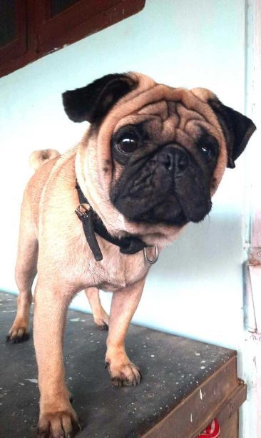 Pug Dogs For Mating In Chennai