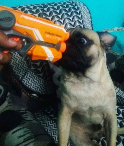 Pug Dogs For Mating In Chennai
