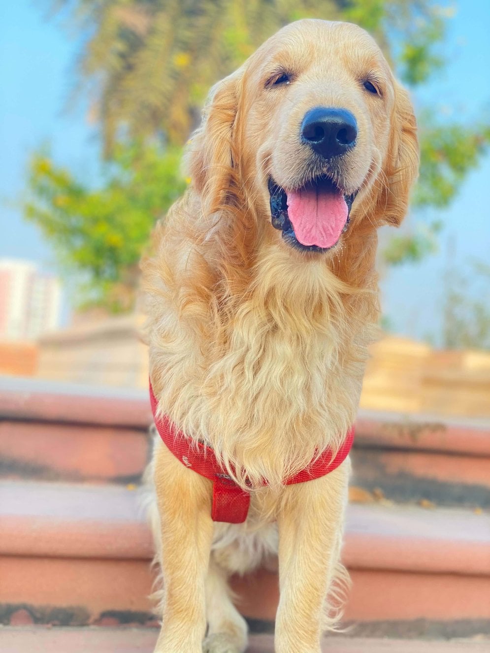 Golden Retriever Dogs For Mating In Mandi HP
