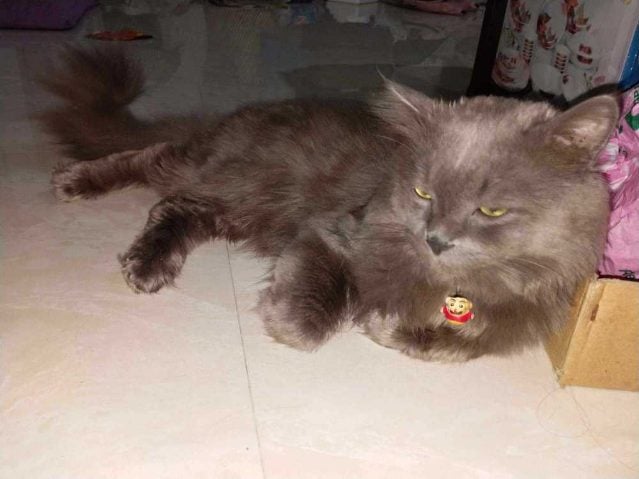 Persian Dogs For Mating In Mumbai