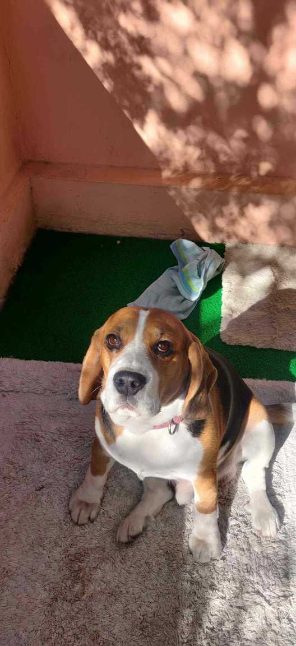 Beagle Dogs For Mating In Kochi