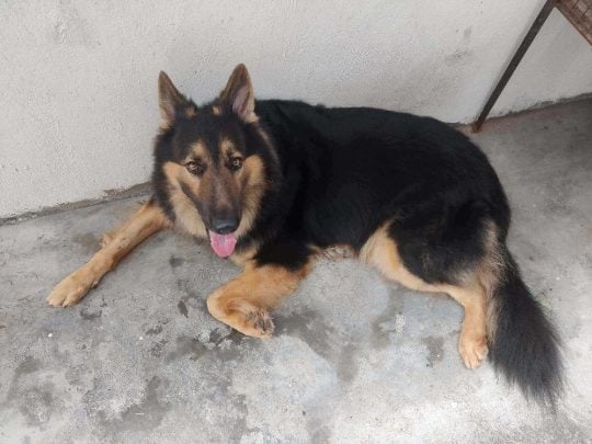 German Shepherd Dogs For Mating In Sikar