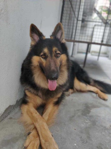 German Shepherd Dogs For Mating In Sikar