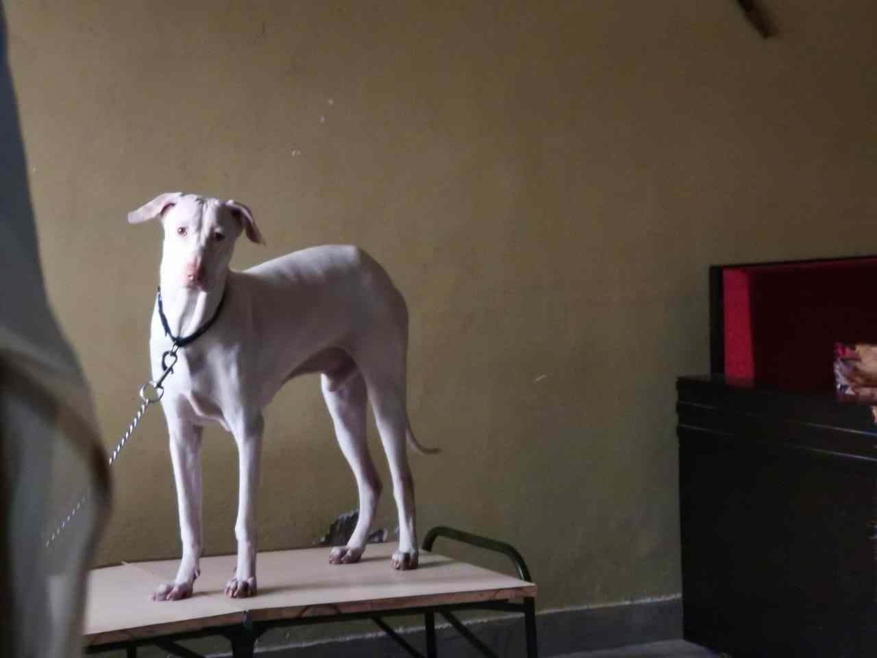 Rajapalayam Dogs For Mating In Jaipur