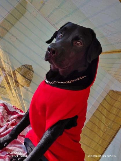 Labrador Retriever Dogs For Mating In Bhubaneswar
