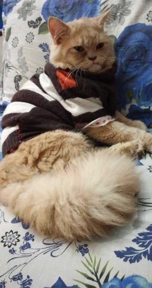 Persian Dogs For Mating In Kanpur