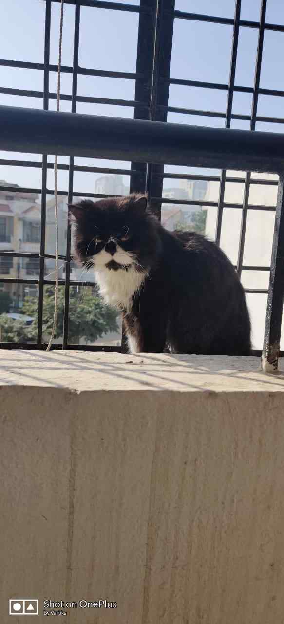 Persian Dogs For Mating In Gurgaon