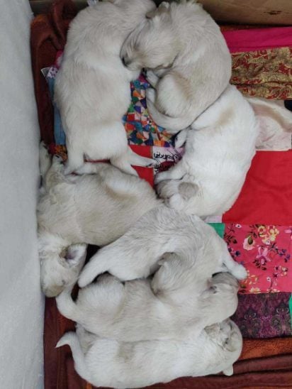 Golden Retriever For Sale In Noida