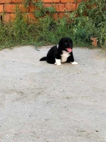 Akita For Sale In Chennai