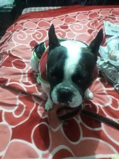 French Bulldog Dogs For Mating In Delhi