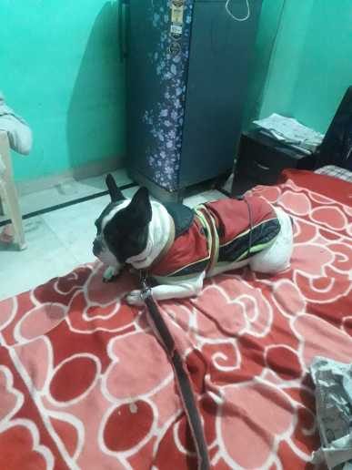French Bulldog Dogs For Mating In Delhi
