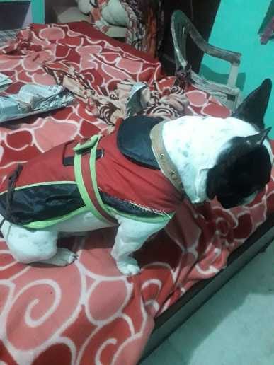 French Bulldog Dogs For Mating In Delhi