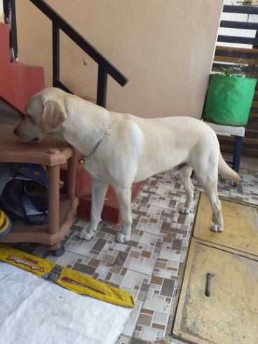 Labrador Retriever Dogs For Mating In Jaipur