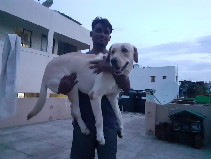 Labrador Retriever Dogs For Mating In Jaipur