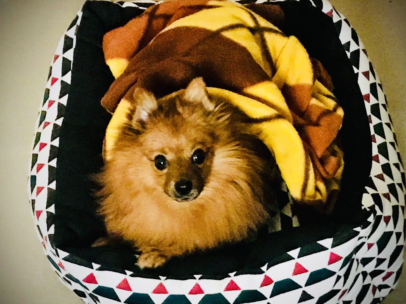 Pomeranian Dogs For Mating In Bangalore