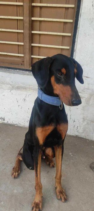 Doberman For Sale In Delhi
