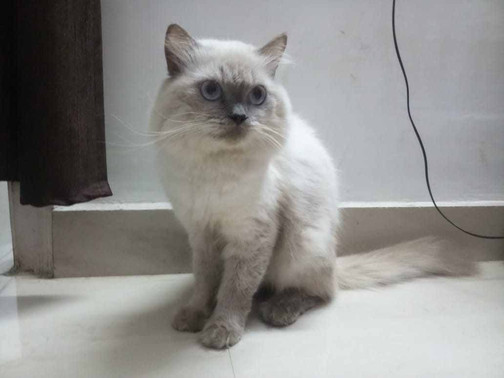 Himalayan Dogs For Mating In Patna