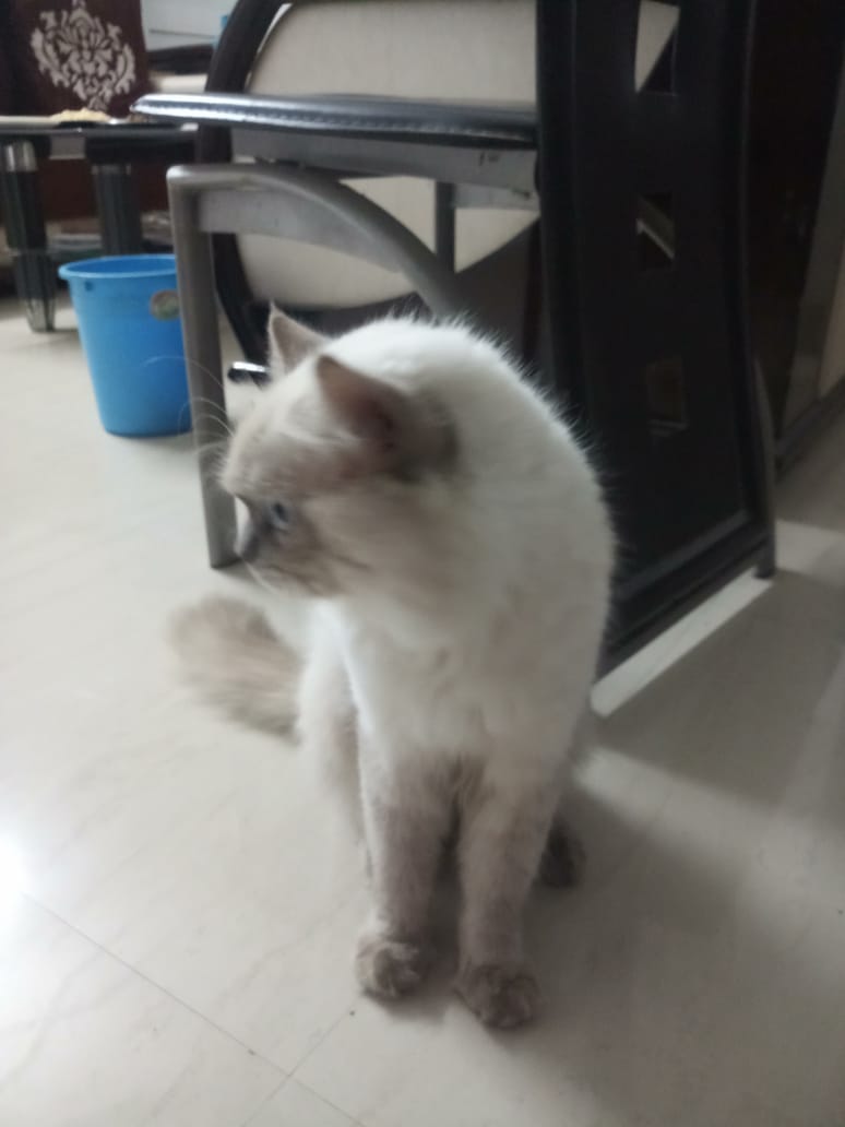 Himalayan Dogs For Mating In Patna